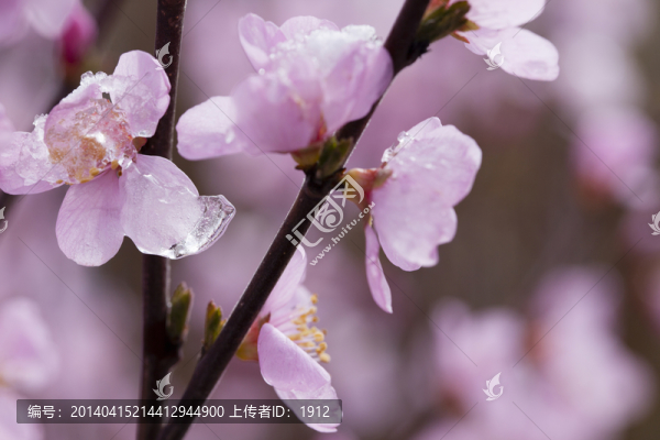 冰雪榆葉梅