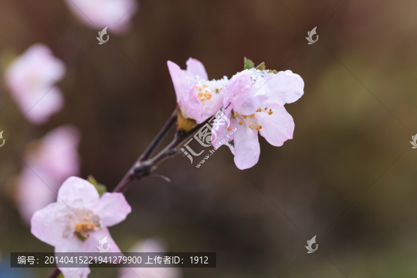 榆葉梅