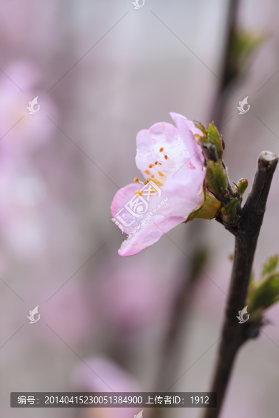 榆葉梅