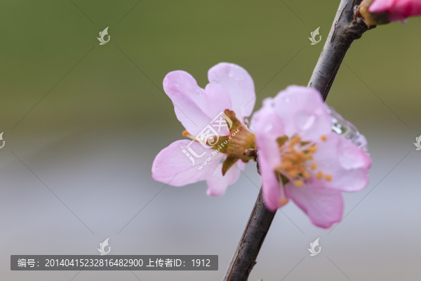 榆葉梅