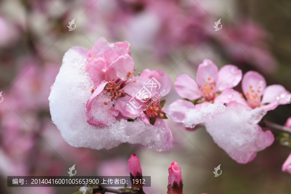 冰雪榆葉梅