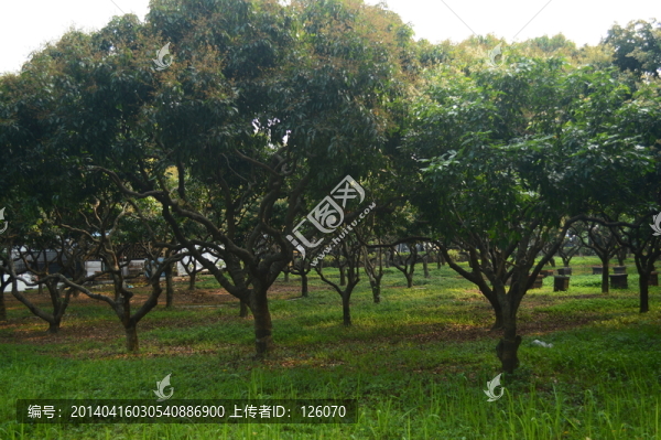 荔枝園