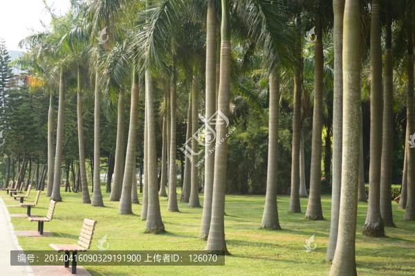公園森林