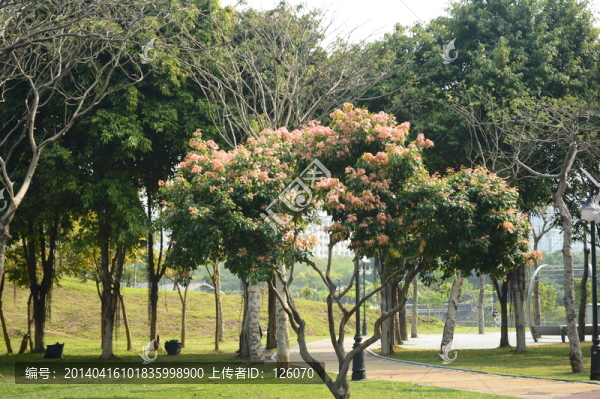 森林樹林