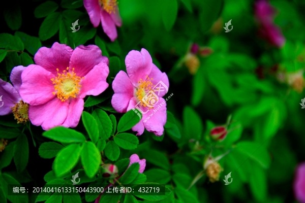 刺梅果花