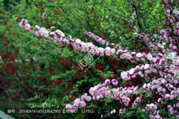 海棠花jpg高清