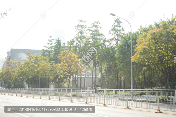 公路上的樹