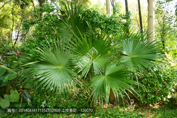 公園綠化