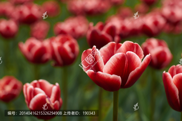 郁金香jpg