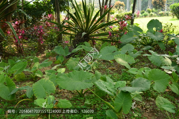 公園花草