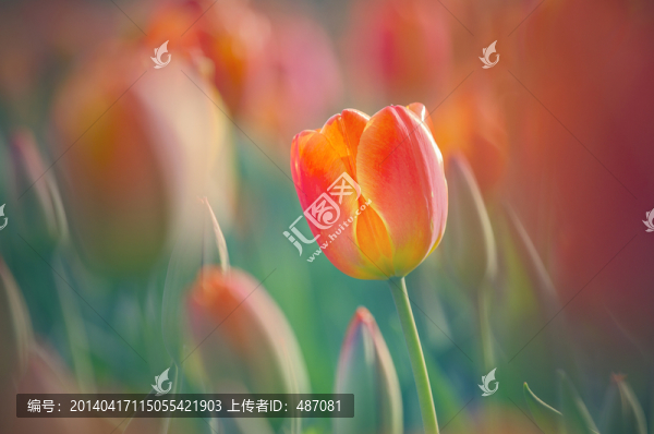 郁金香
