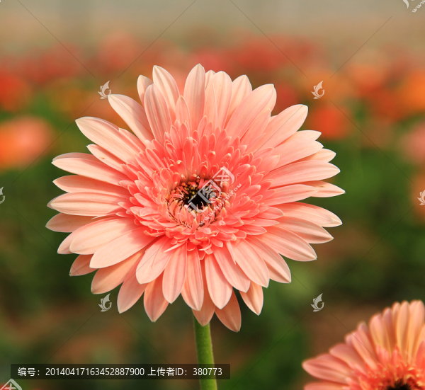 非洲菊