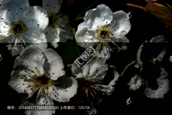 梨花