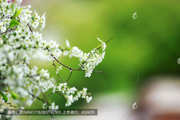 白丁香花