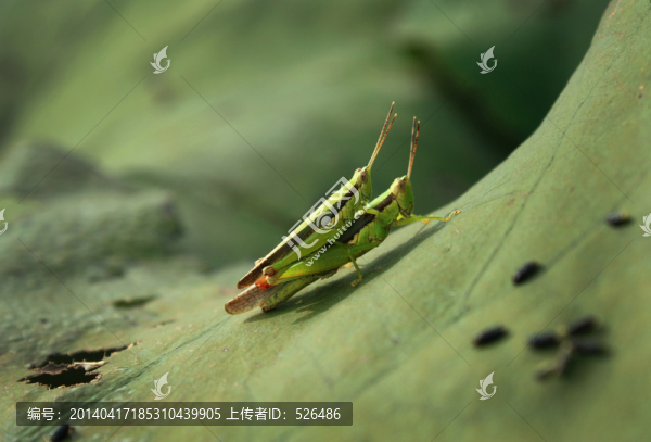 蟋蟀