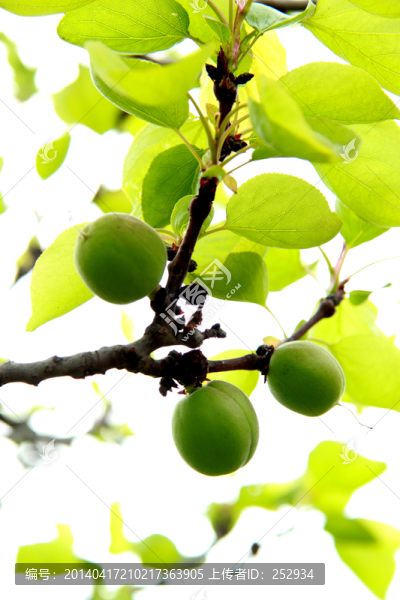 青果