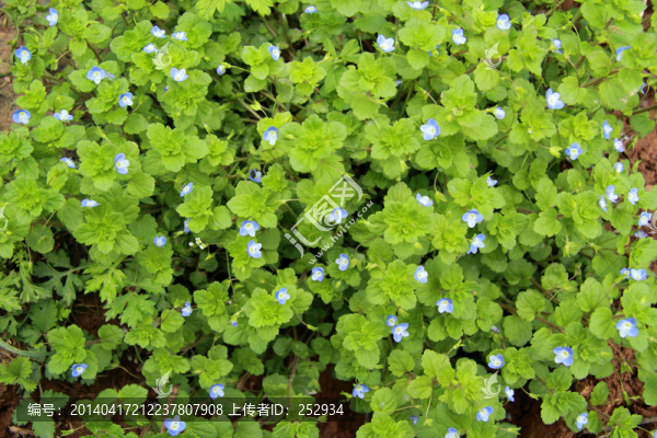 小蘭花