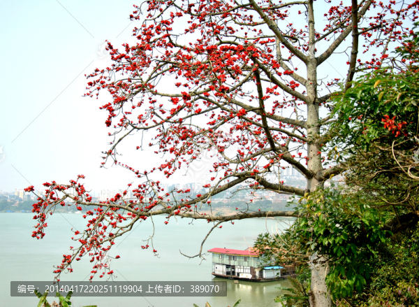 木棉花