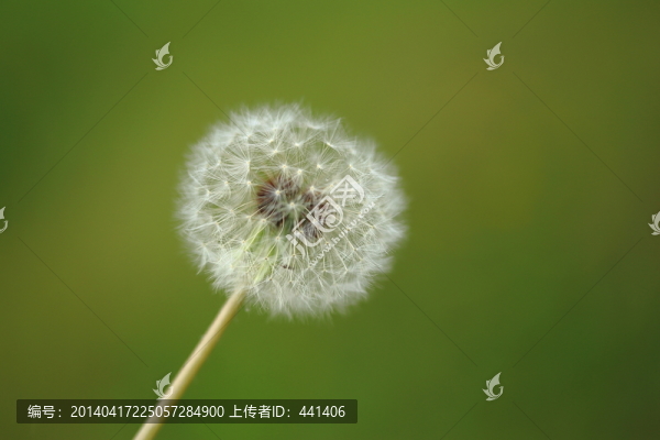 蒲公英