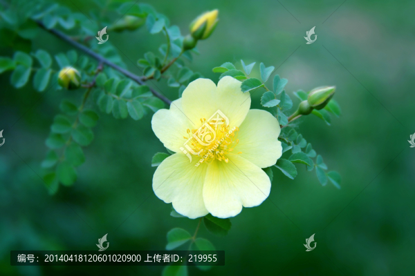 黃刺梅