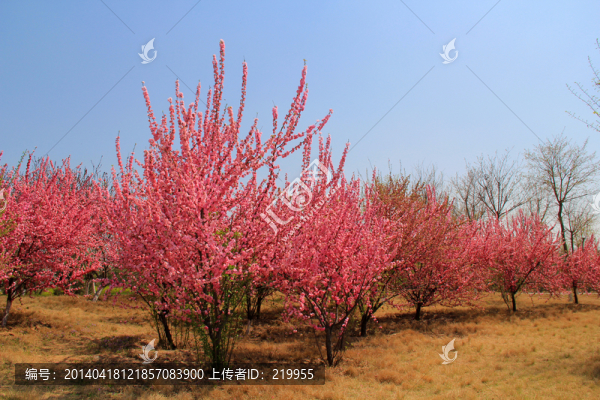 桃梅花