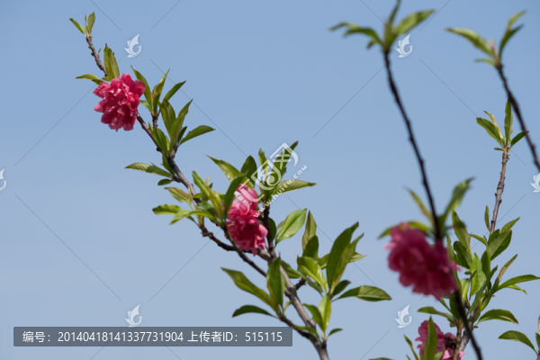 春天粉紅色桃花