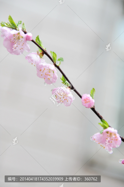 一枝杏花