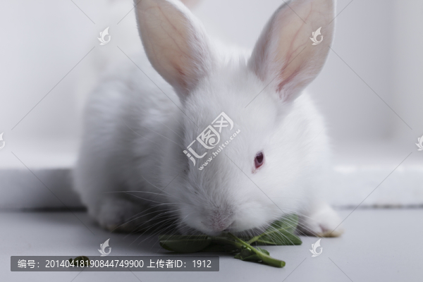白兔