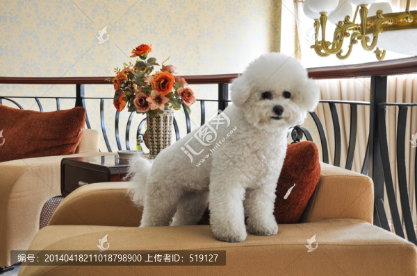 比熊