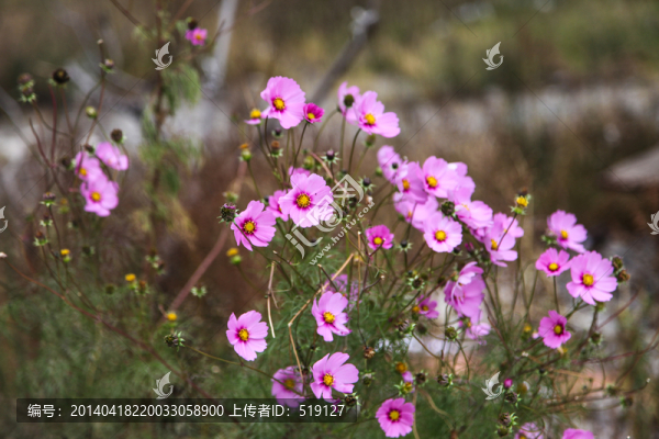 野花
