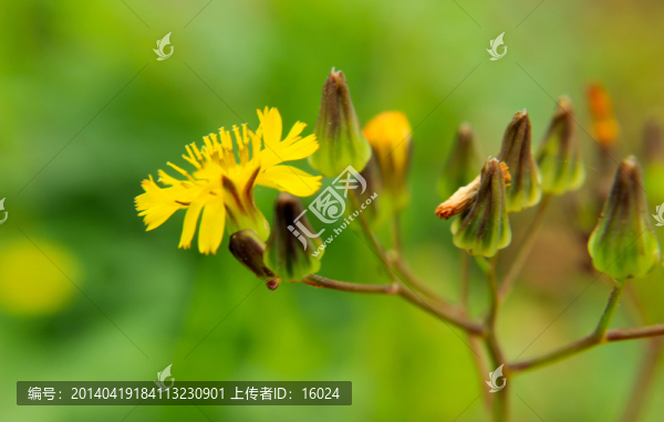 黃色小花朵
