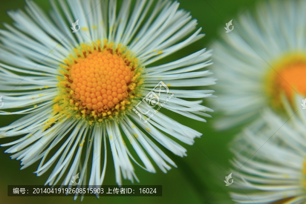 盛開的小野花