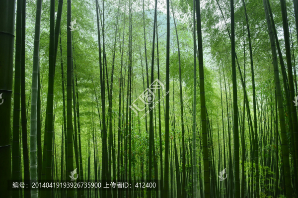 雨后修竹