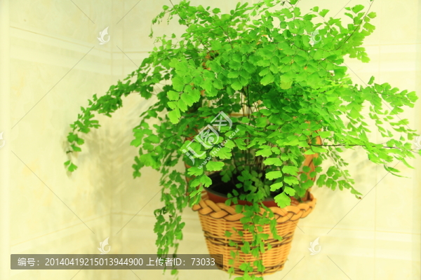 鐵線蕨,花卉,,綠葉,綠色