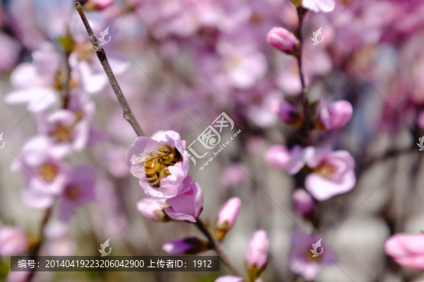 采蜜