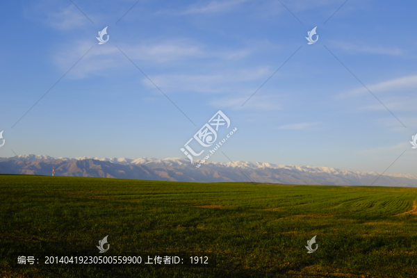 田野