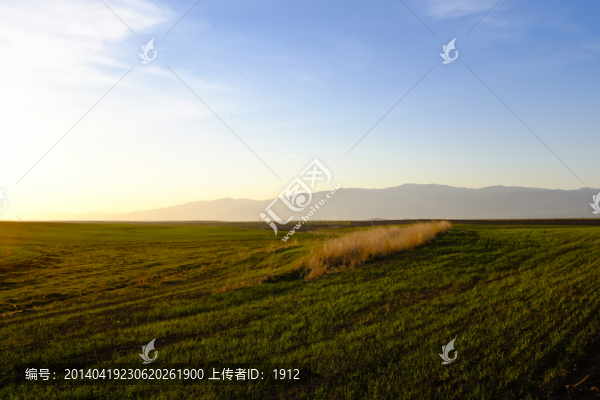 田野