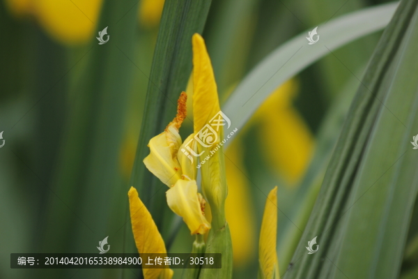 黃色的花