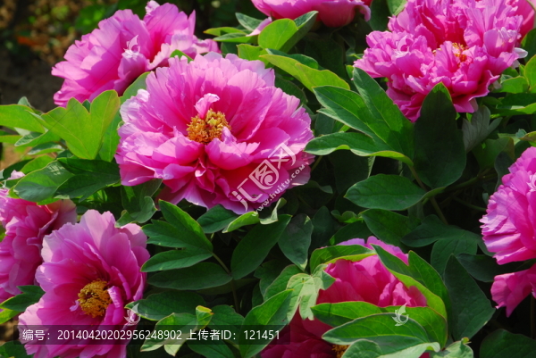 牡丹,牡丹花,花卉