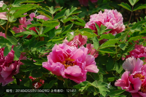 牡丹,牡丹花,花卉
