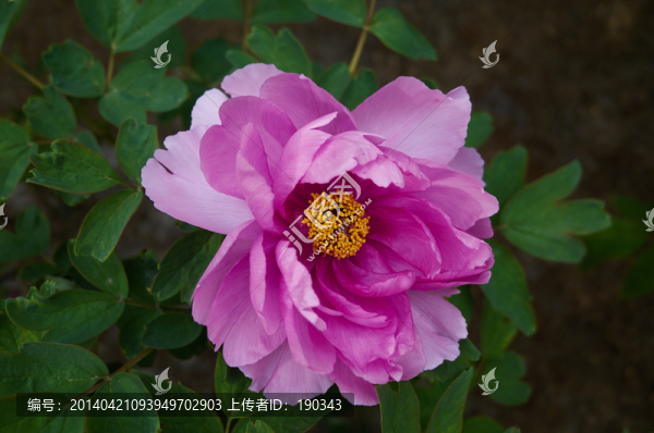 牡丹花jpg