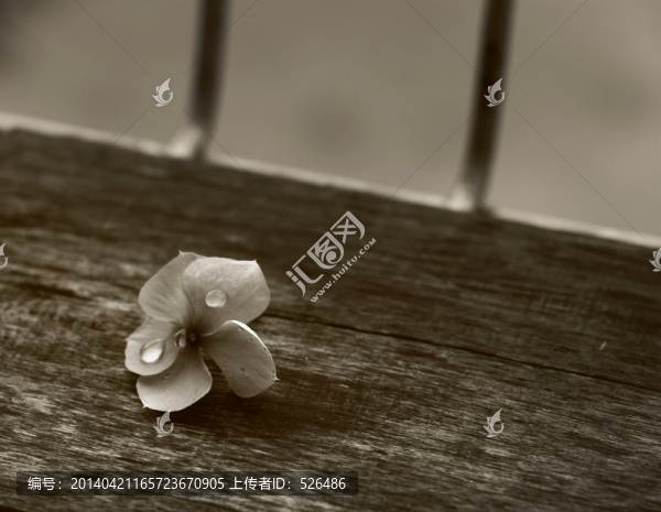 長(zhǎng)春花