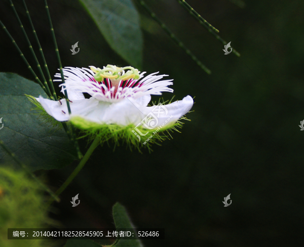 西番蓮花