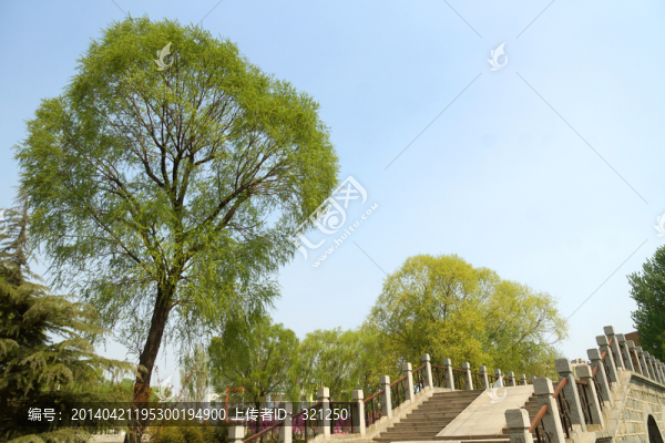 公園,石橋,大樹