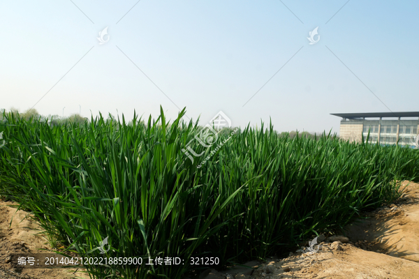 麥地,麥田