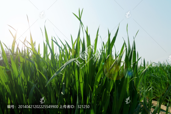 麥苗,麥田,麥地