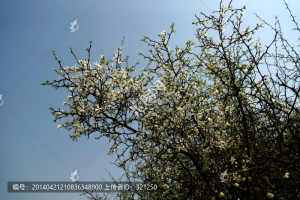 李花,花卉