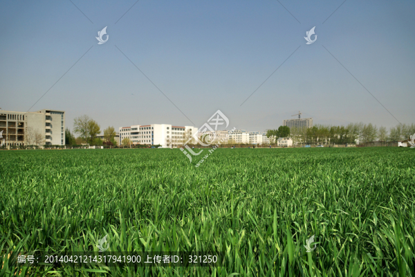 麥田,麥地