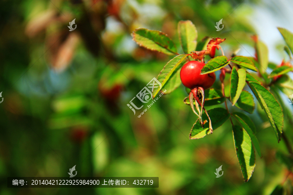 刺梅果