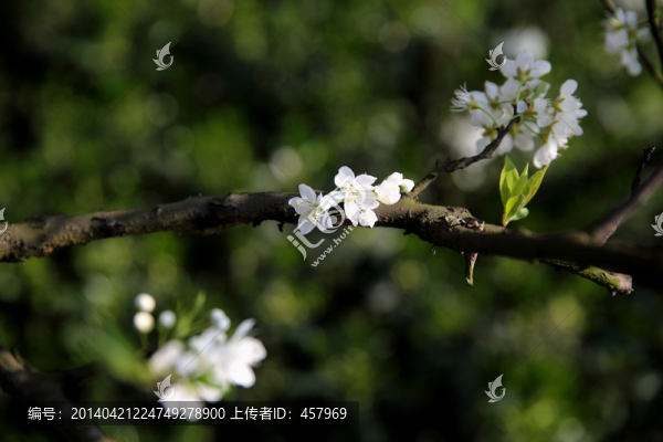李花